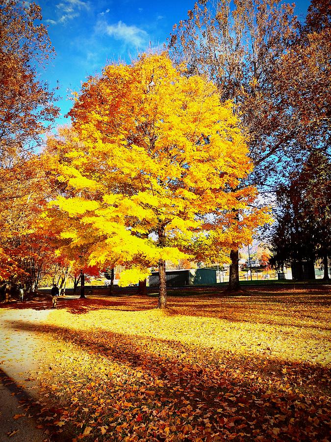 Yellow Leaf Maple Tree Photograph by Jessica Gibbo - Fine Art America