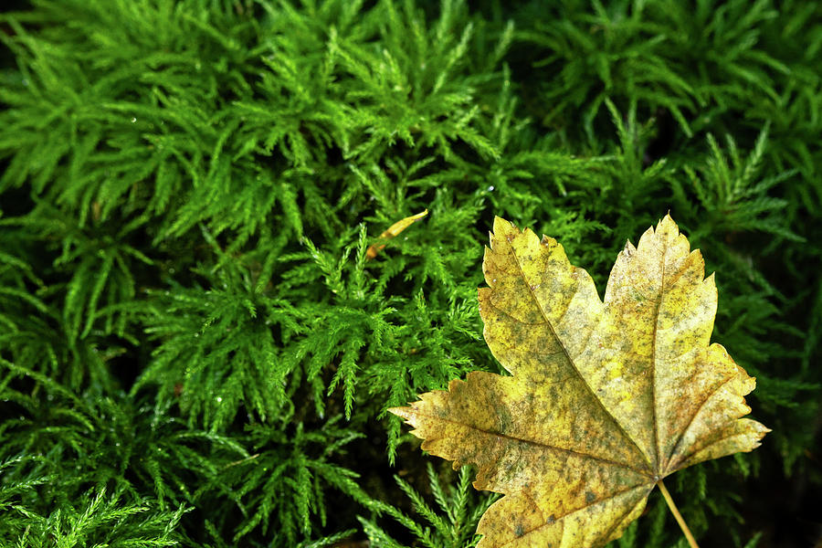Yellow Leaf on Moss Photograph by Cheryl Day