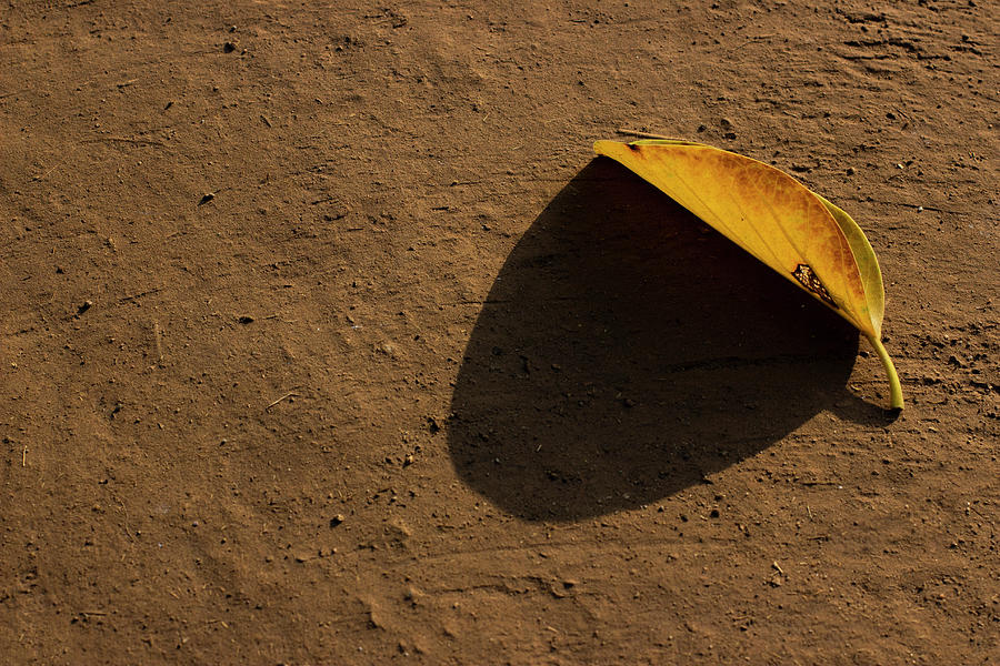 Yellow Leaf  Photograph by Prakash Ghai