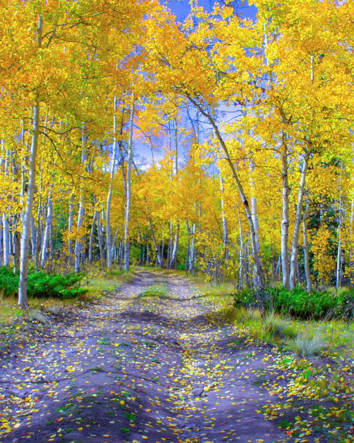 Yellow leaf Road Photograph by Jim E Johnson