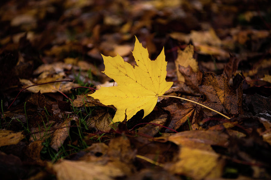Yellow Leaf Photograph by Rose Guinther