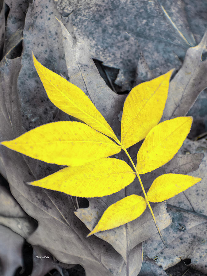 Yellow Leaves Photograph by Christina Rollo