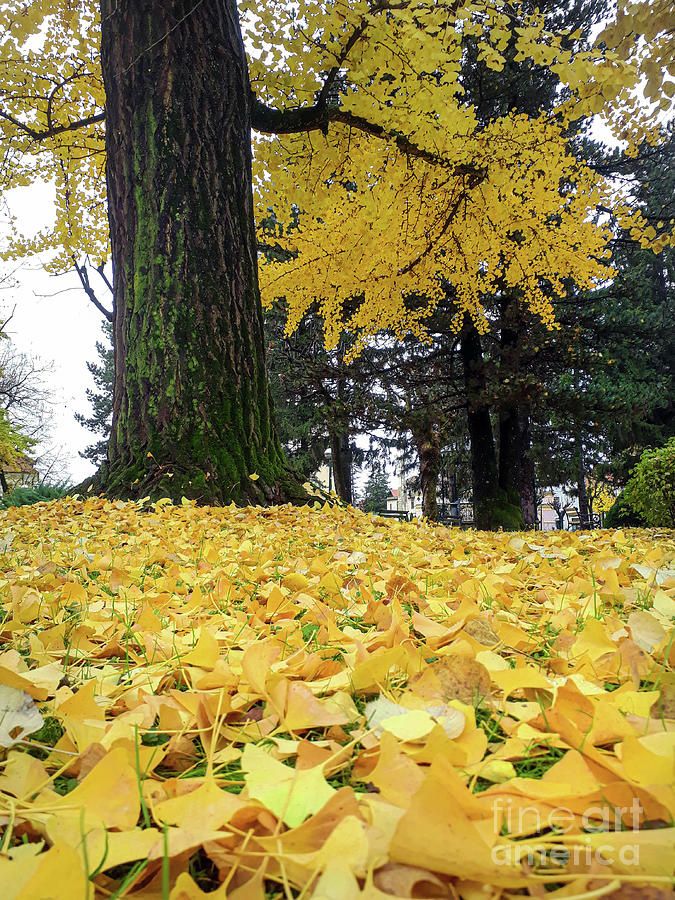 Yellow Leaves Photograph by Nina Ficur Feenan