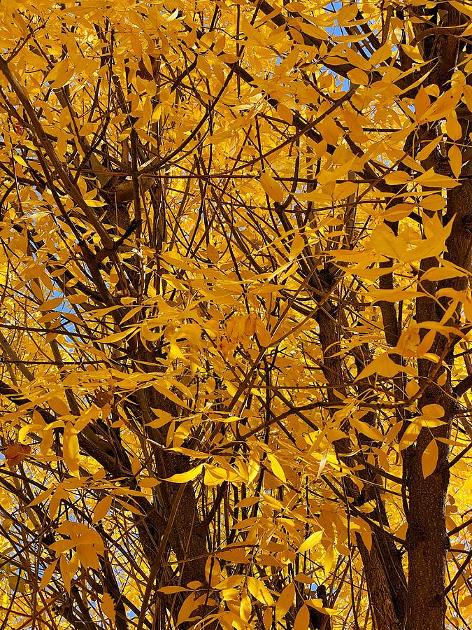 Yellow Leaves of Autumn Photograph by Jerry Abbott