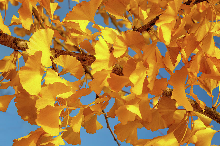 Yellow Leaves Of Texas Photograph by James Eddy