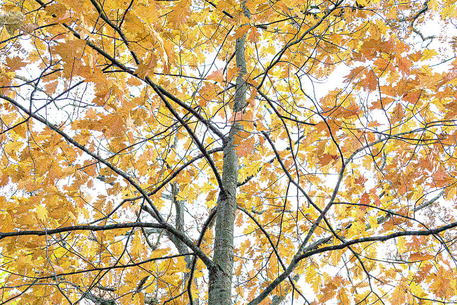 Yellow Leaves on a Tree - Zion, Illinois Photograph by David Morehead