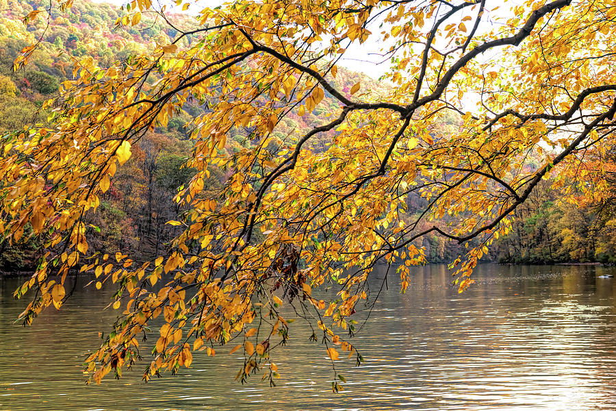 Yellow leaves over the water Photograph by Dan Friend