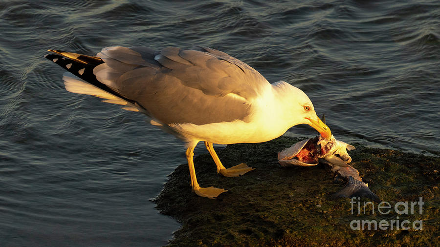Yellow-legged Gull Feeding on Fish on a Rock La Caleta Cadiz Andalusia Photograph by Pablo Avanzini