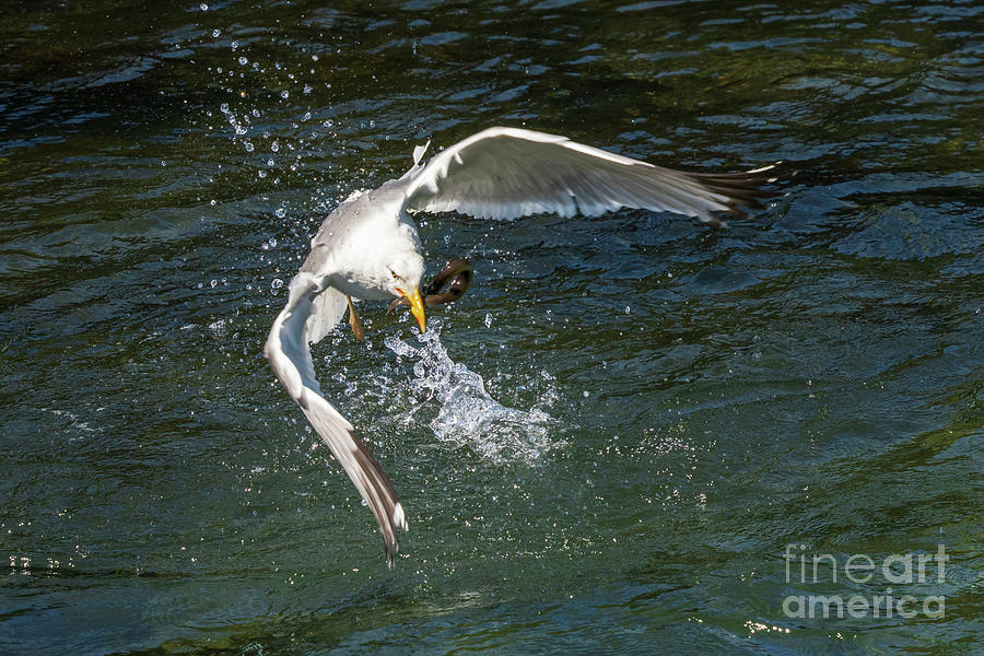 Yellow-legged Gull Larus michahellis Fishing Eel Pontedeume Galicia Photograph by Pablo Avanzini