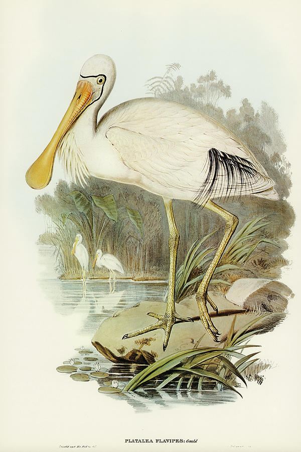 John Gould Drawing - Yellow-legged Spoonbill, Platalea flavipes by John Gould