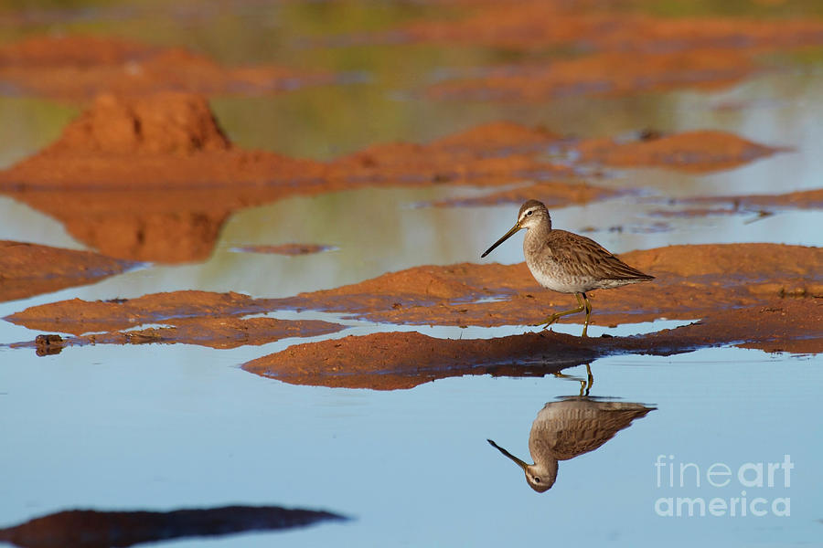 Long-Billed Dowitcher at Day Break  Photograph by Ruth Jolly