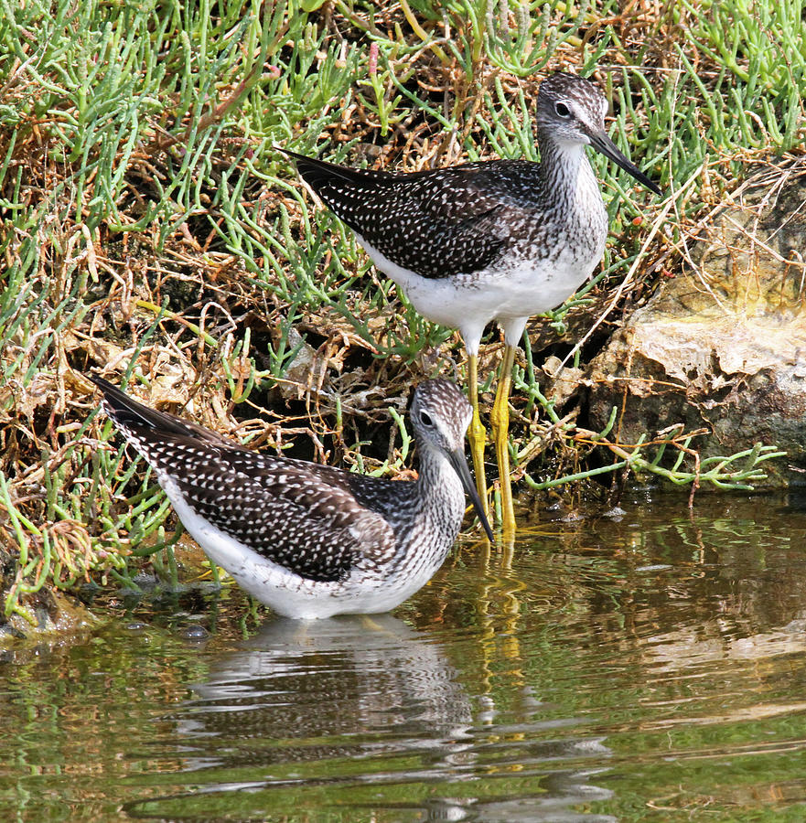 Yellow Legs Photograph by Janine Harles - Fine Art America