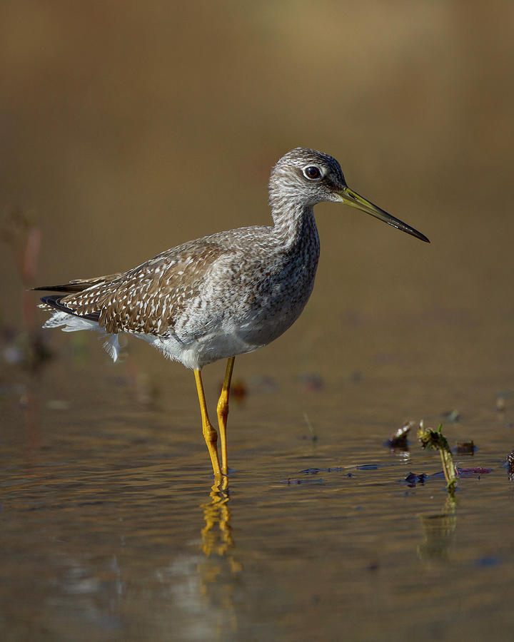 Yellow Legs Photograph by Timothy McIntyre