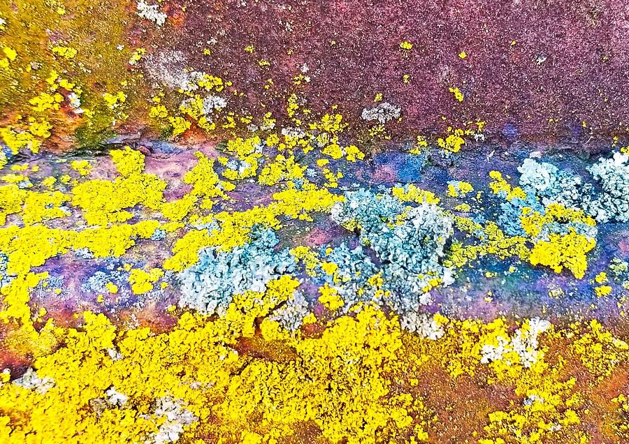 Yellow Lichen Photograph by Jim Harris