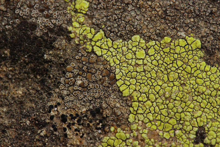 Yellow Lichen on a Rock Mixed Media by Lorena Cassady