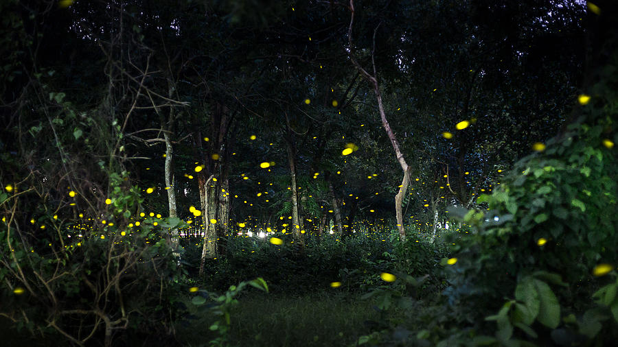 Yellow Light Of Firefly Fly In Nature Forest At Night After Sunset Time Photograph by KNub