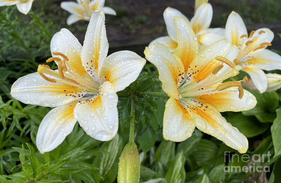 Yellow Lilies After Rain 4300 Photograph by Jack Schultz