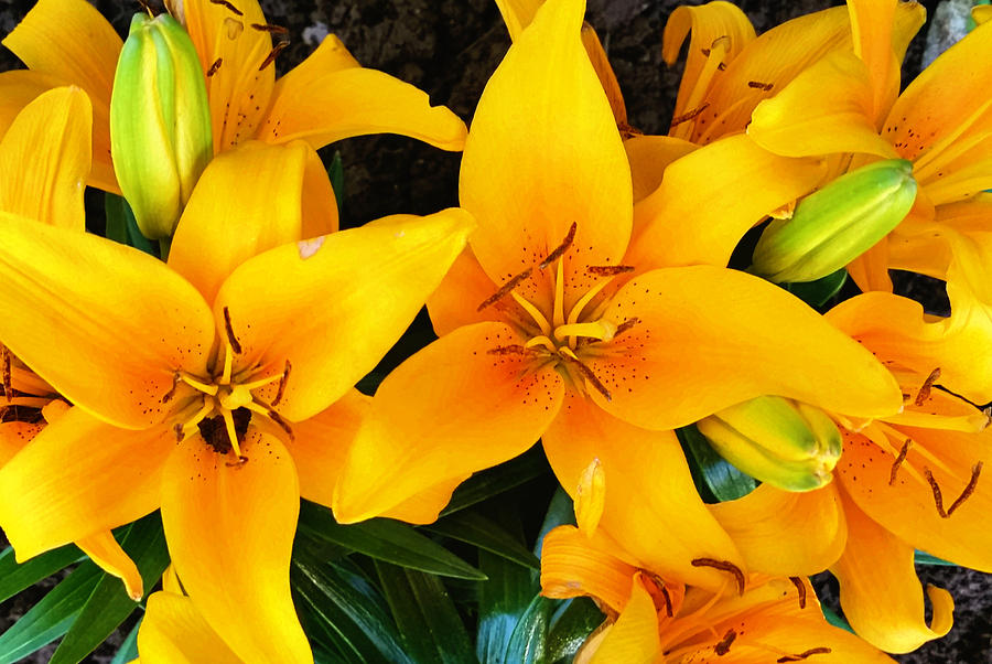 Yellow Lilies  Photograph by Ally White