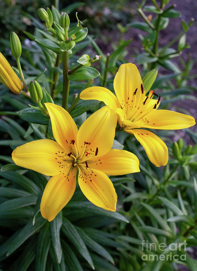 Yellow Lilies and Buds Photograph by William Kuta