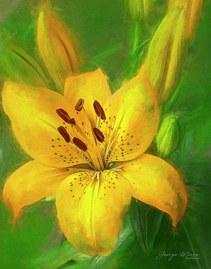 Yellow Lilies Art Photograph by George Moore