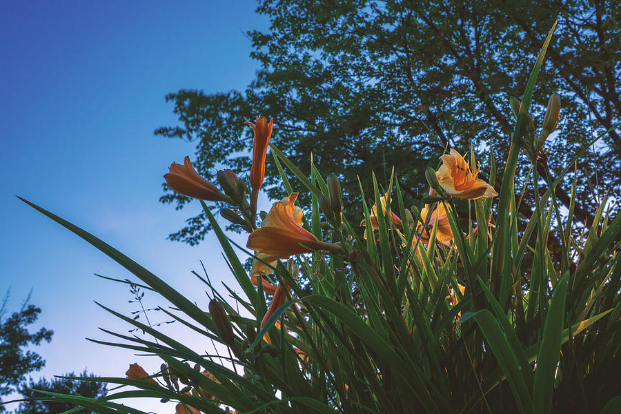 Yellow Lilies at Dusk Photograph by Jason Fink Yellow Lilies at Dusk Photograph by Jason Fink