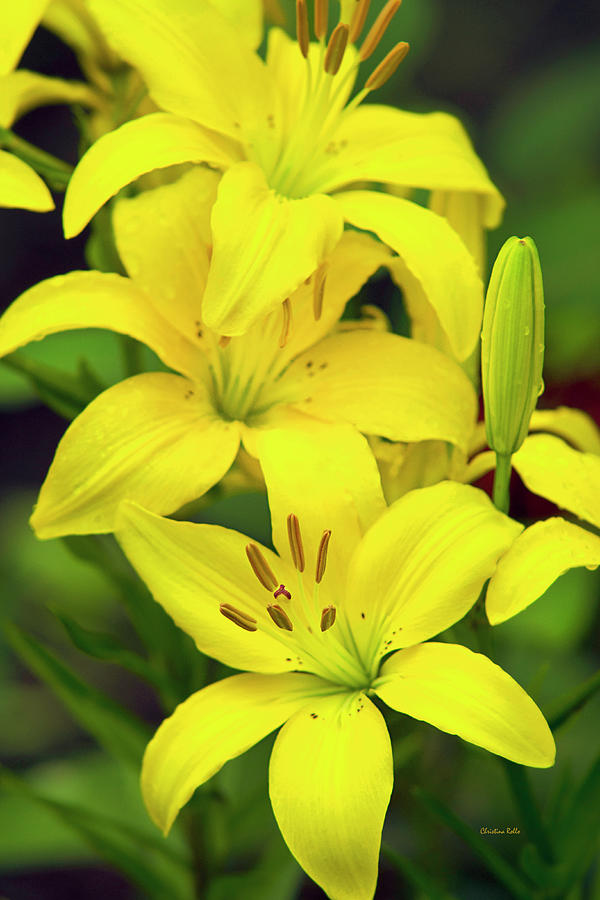 Yellow Lilies Photograph by Christina Rollo