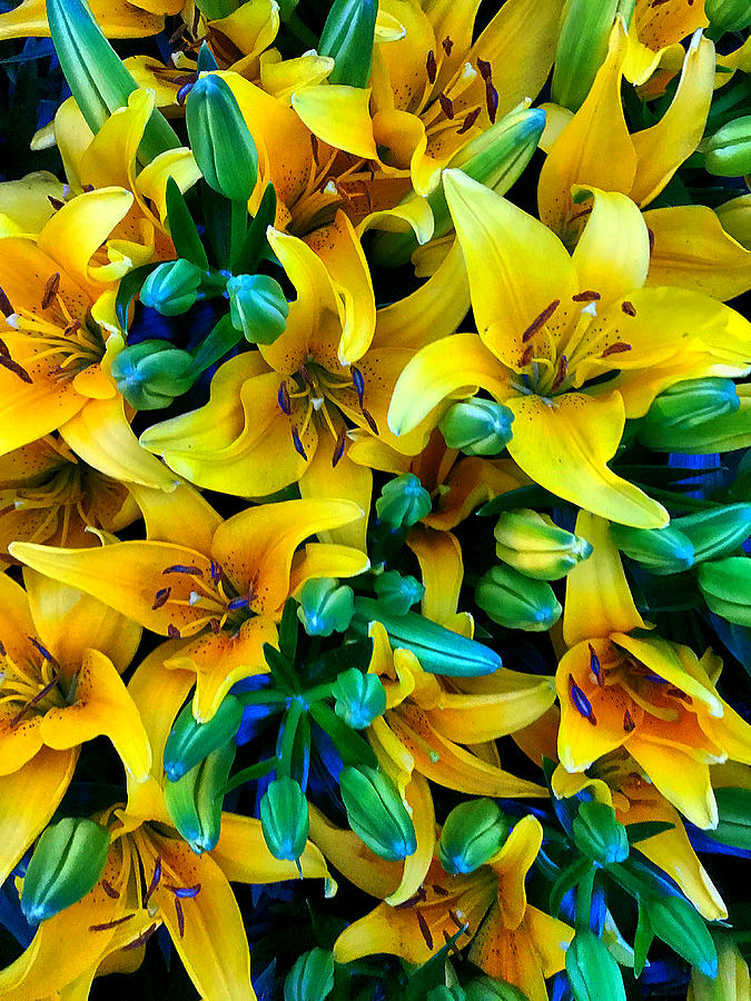 Yellow lilies  Photograph by Stephen Dorton