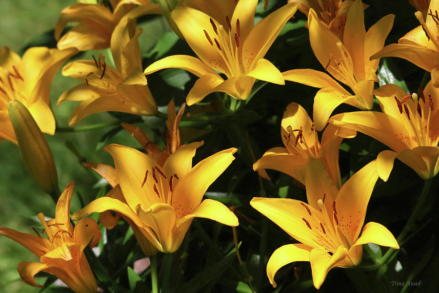 Yellow Lilies  Photograph by Trina Ansel