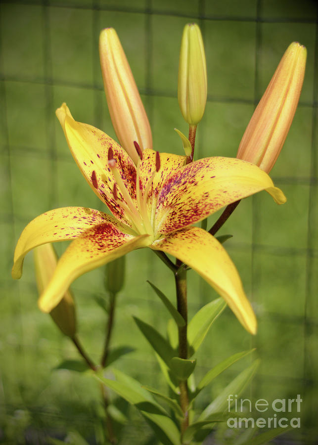 Yellow Lilly Photograph by Ross Coleman - Fine Art America