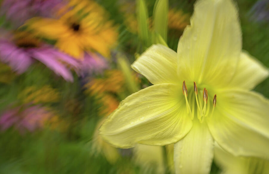 Yellow Lilly Photograph by Tracy Munson