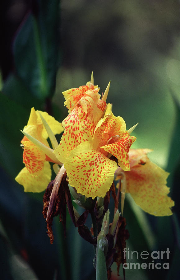 Yellow Lily 001 Photograph by Fernando Blanco Farias - Fine Art America