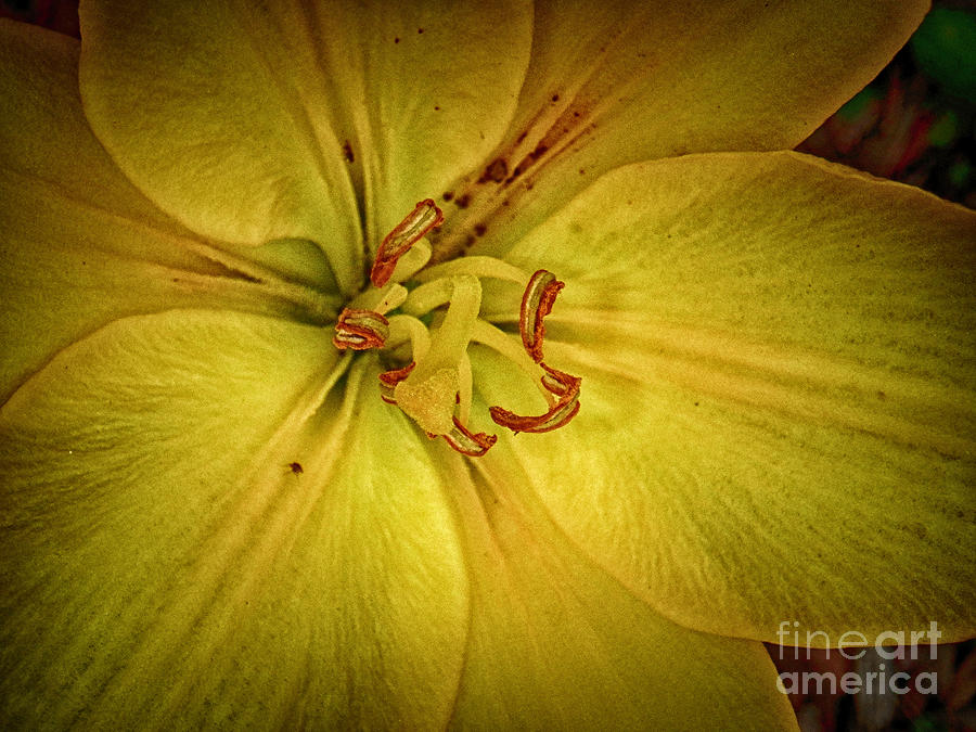 Yellow Lily 1 2023 Photograph by Judy Hall-Folde
