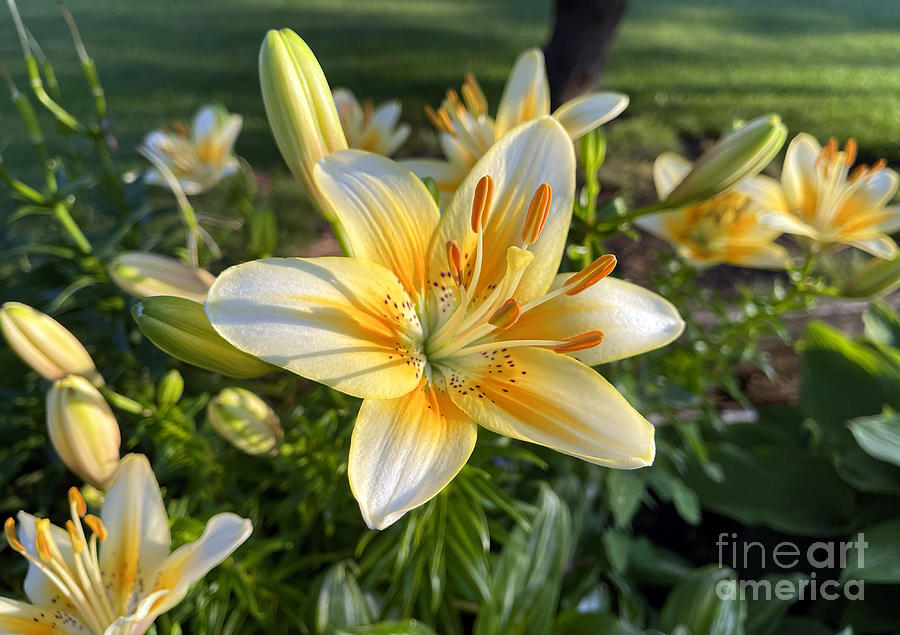 Yellow Lily 4228 Photograph by Jack Schultz