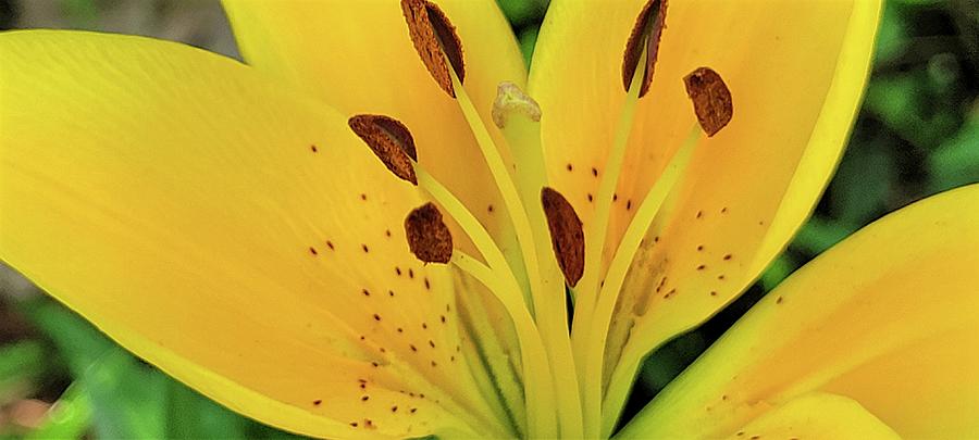 Yellow Lily Photograph by Ally White