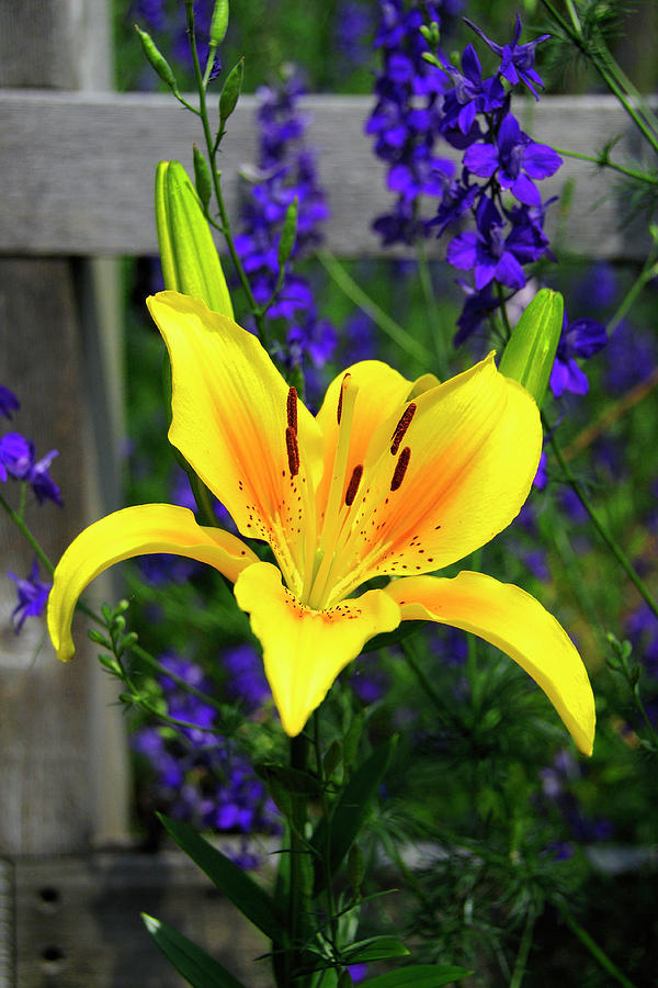 Yellow Lily and Blue Flowers Photograph by Tara Krauss
