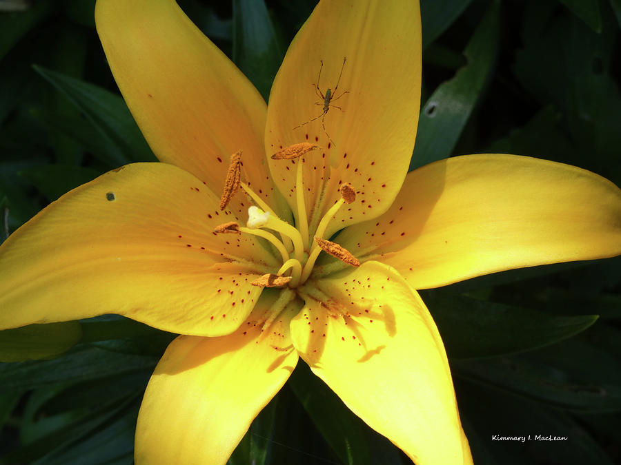 Yellow Lily and Friends Photograph by Kimmary I MacLean