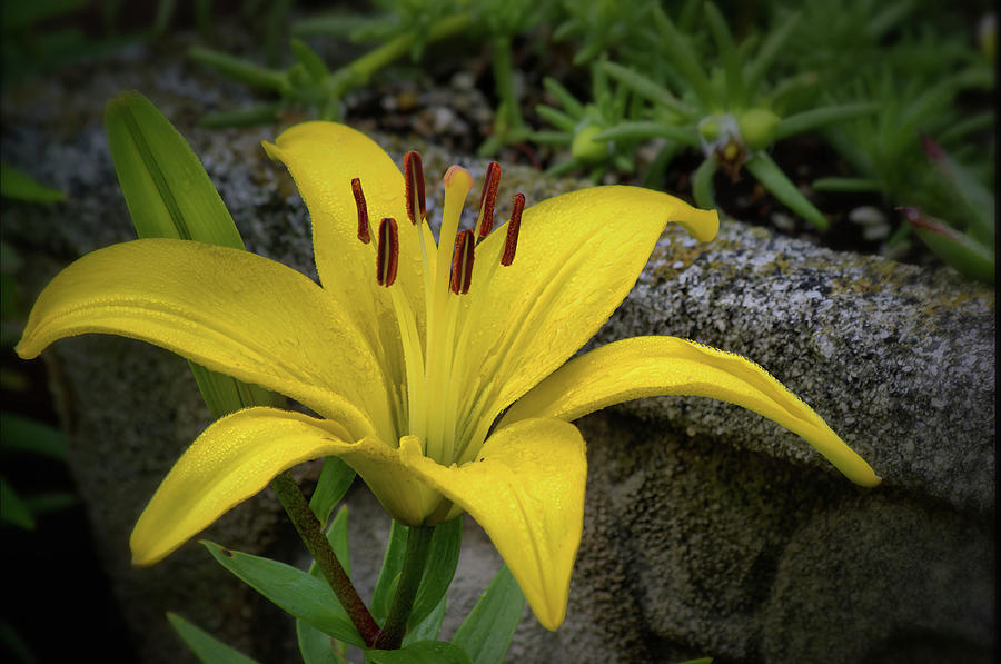Yellow Lily Photograph by Buddy Scott