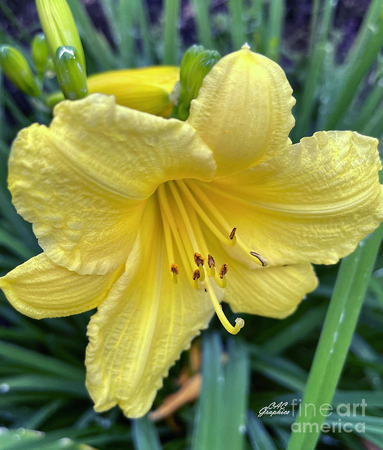 Yellow Lily Photograph by CAC Graphics