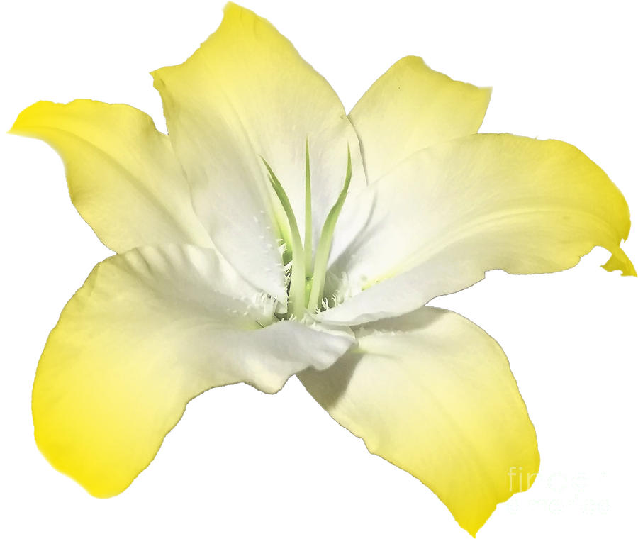 Yellow Lily Flower Best for Shirts and Bags Photograph by Delynn Addams