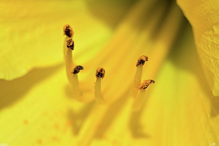 Yellow Lily Photograph by Lisa Wooten