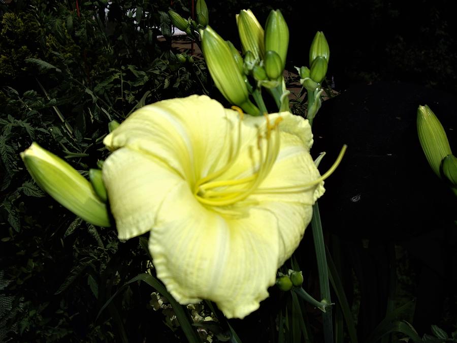 Yellow Lily Photograph by Nancy Ayanna Wyatt