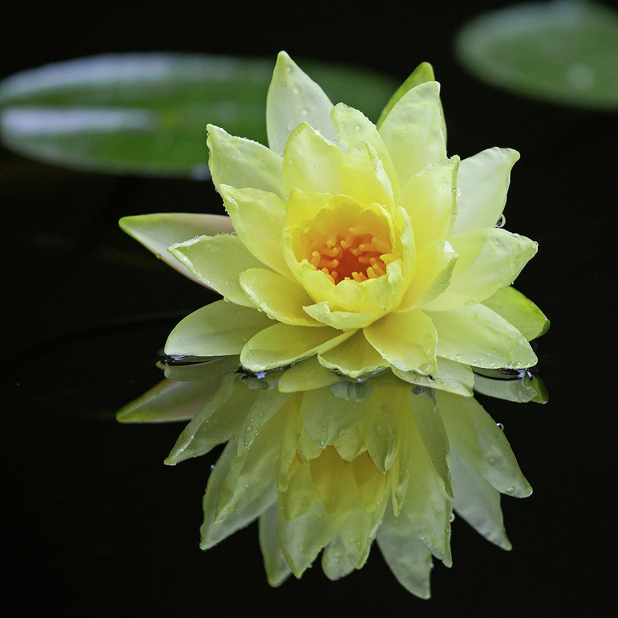 Yellow Lily Reflection Photograph by Gina Fitzhugh
