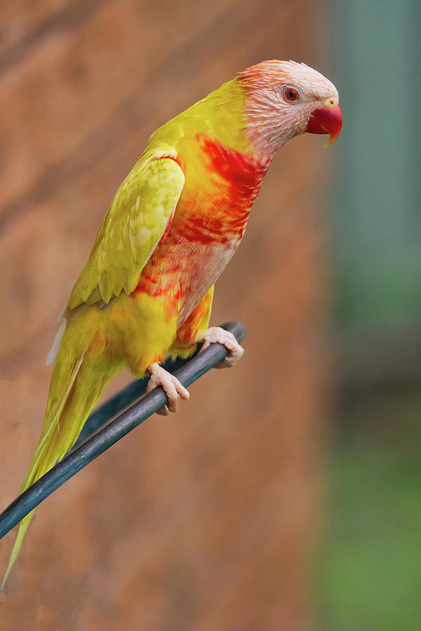 Bird Photograph - Yellow Lorikeet by John Haldane