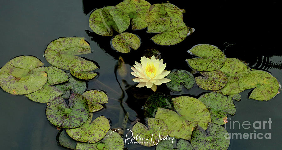 Summer Photograph - Yellow  by Bobbie Nickey