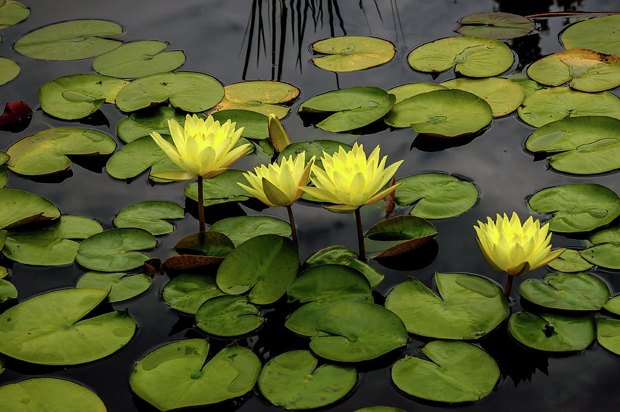 Yellow Lotus Photograph by John Bartelt Fine Art America