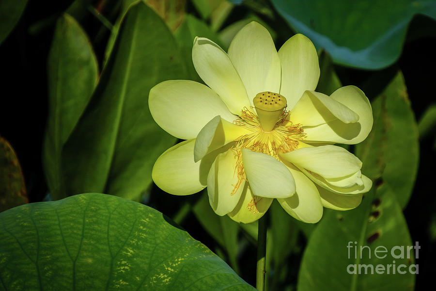 Yellow Lotus Water Flower Photograph by Philip And Robbie Bracco