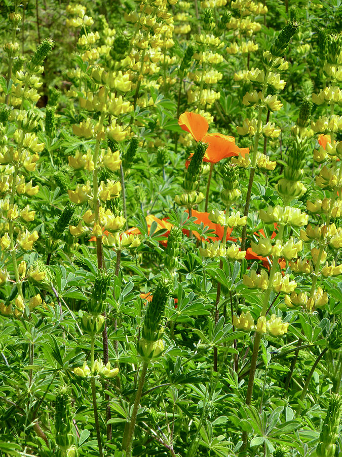 Yellow Lupine and Poppies Photograph by Amelia Racca