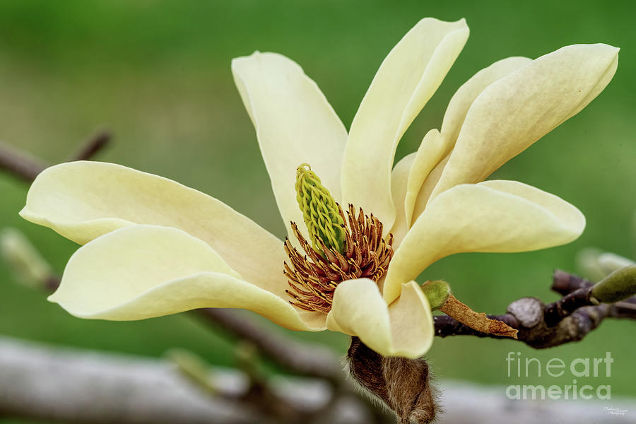 Yellow Magnolia Blossom Photograph by Jennifer White
