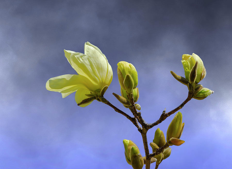 Yellow Magnolia Budding Photograph by Cate Franklyn