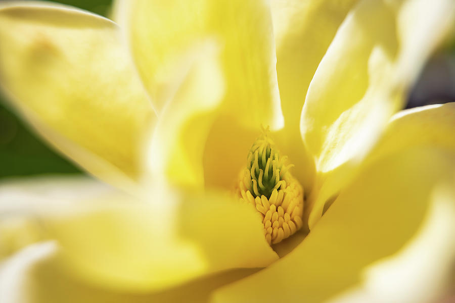 Yellow Magnolia Photograph by Denise Kopko